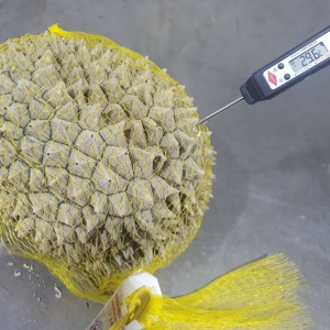 SẦU RIÊNG CẤP ĐÔNG - XUẤT KHẨU